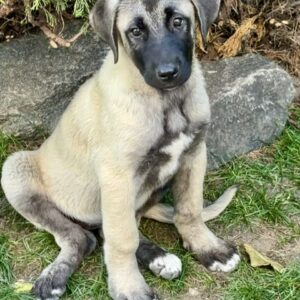 Gerda Kangal Gerda Kangal