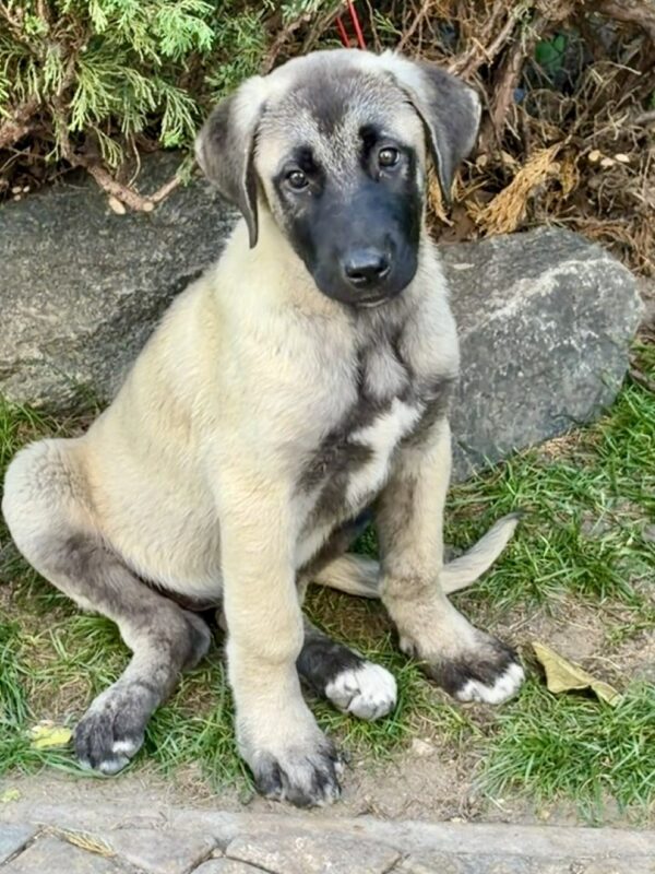 Gerda Kangal Gerda Kangal