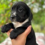Gianna-female-English-Cocker-Spaniel-puppy-for-sale-1