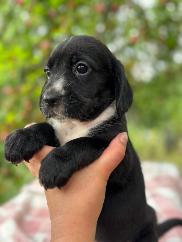 Gianna English Cocker Spaniel Gianna English Cocker Spaniel