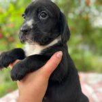 Gianna-female-English-Cocker-Spaniel-puppy-for-sale-2