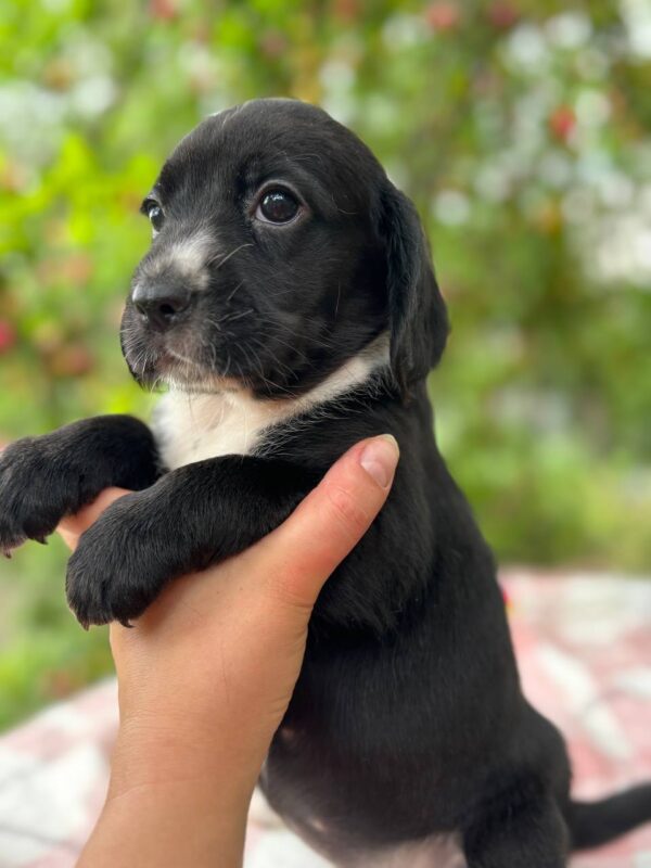 Gianna English Cocker Spaniel Gianna English Cocker Spaniel