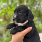 Gianna-female-English-Cocker-Spaniel-puppy-for-sale-3