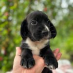 Gianna-female-English-Cocker-Spaniel-puppy-for-sale-4