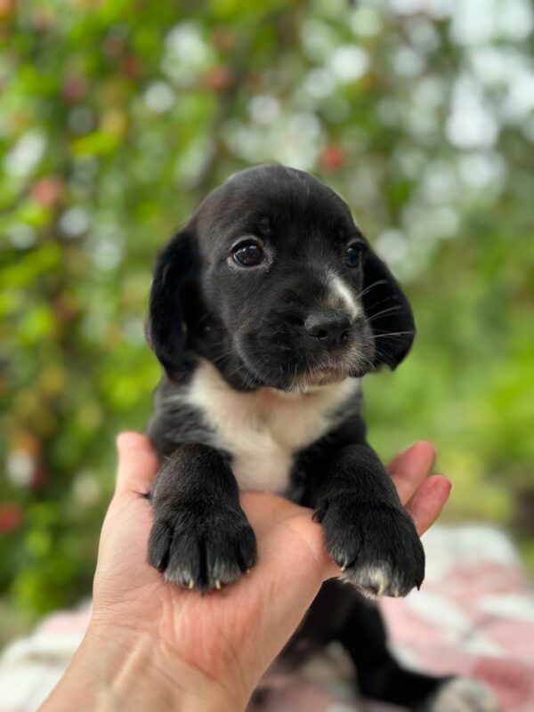 Gianna English Cocker Spaniel Gianna English Cocker Spaniel