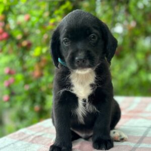 Gideon English Cocker Spaniel Gideon English Cocker Spaniel