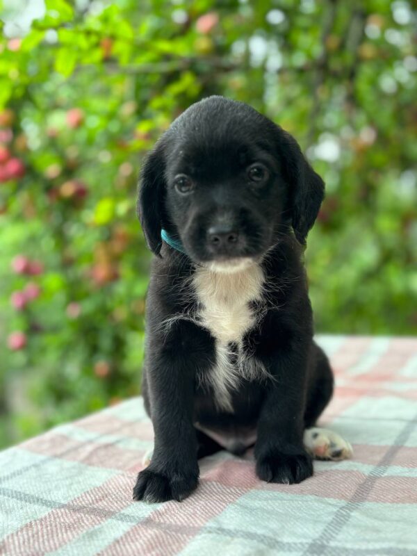 Gideon English Cocker Spaniel Gideon English Cocker Spaniel
