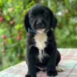 Gideon-male-English-Cocker-Spaniel-puppy-for-sale-2