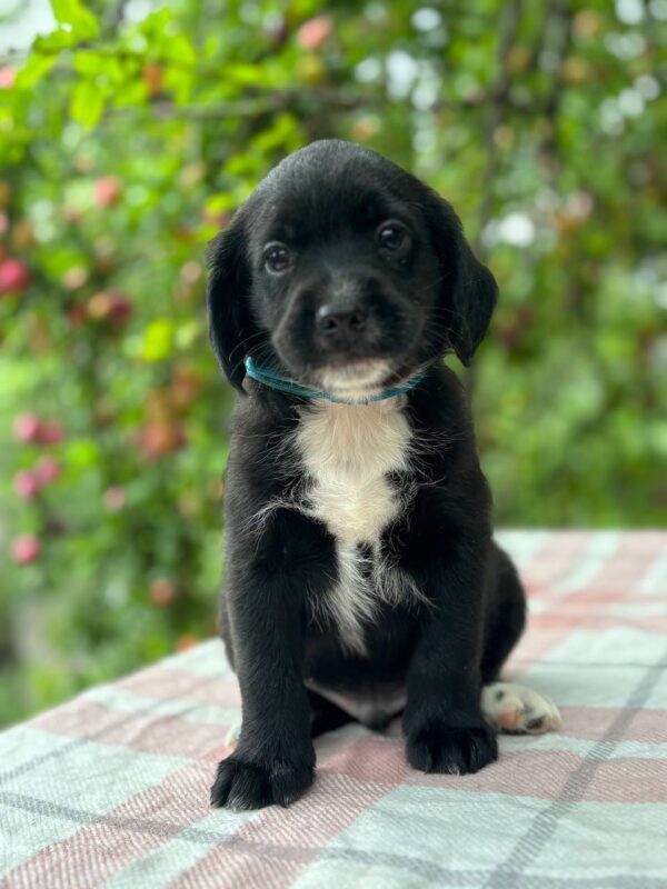 Gideon English Cocker Spaniel Gideon English Cocker Spaniel