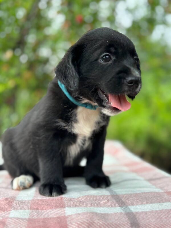 Gideon English Cocker Spaniel Gideon English Cocker Spaniel