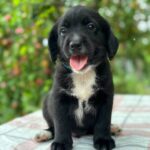 Gideon-male-English-Cocker-Spaniel-puppy-for-sale-4