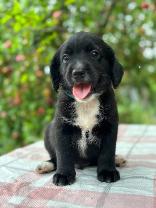 Gideon English Cocker Spaniel Gideon English Cocker Spaniel