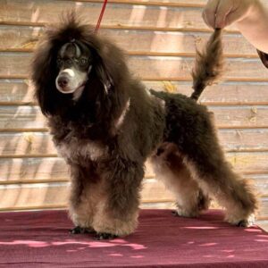Gidsar Toy Poodle Gidsar Toy Poodle