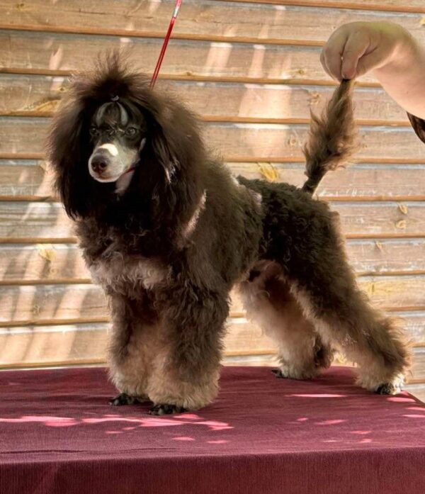 Gidsar Toy Poodle Gidsar Toy Poodle