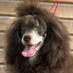 Gidsar-male-Toy-Poodle-puppy-for-sale-2