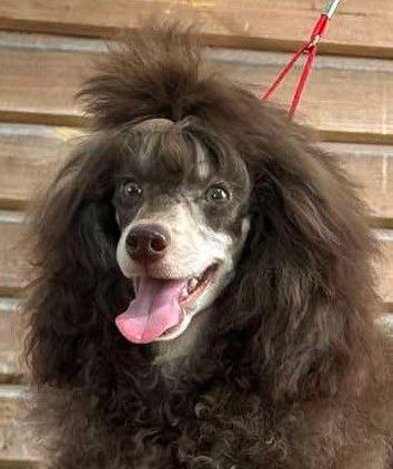 Gidsar Toy Poodle Gidsar Toy Poodle