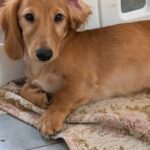 Giselle-female-Dachshund-puppy-for-sale-1