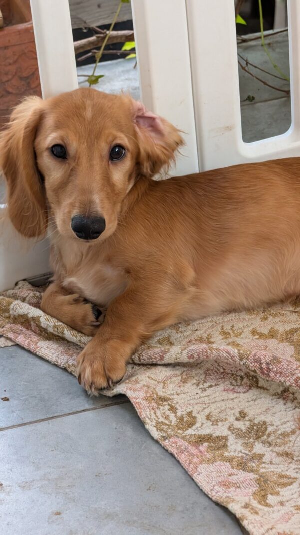 Giselle Miniature Dachshund Giselle Miniature Dachshund