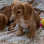 Giselle-female-Dachshund-puppy-for-sale-2