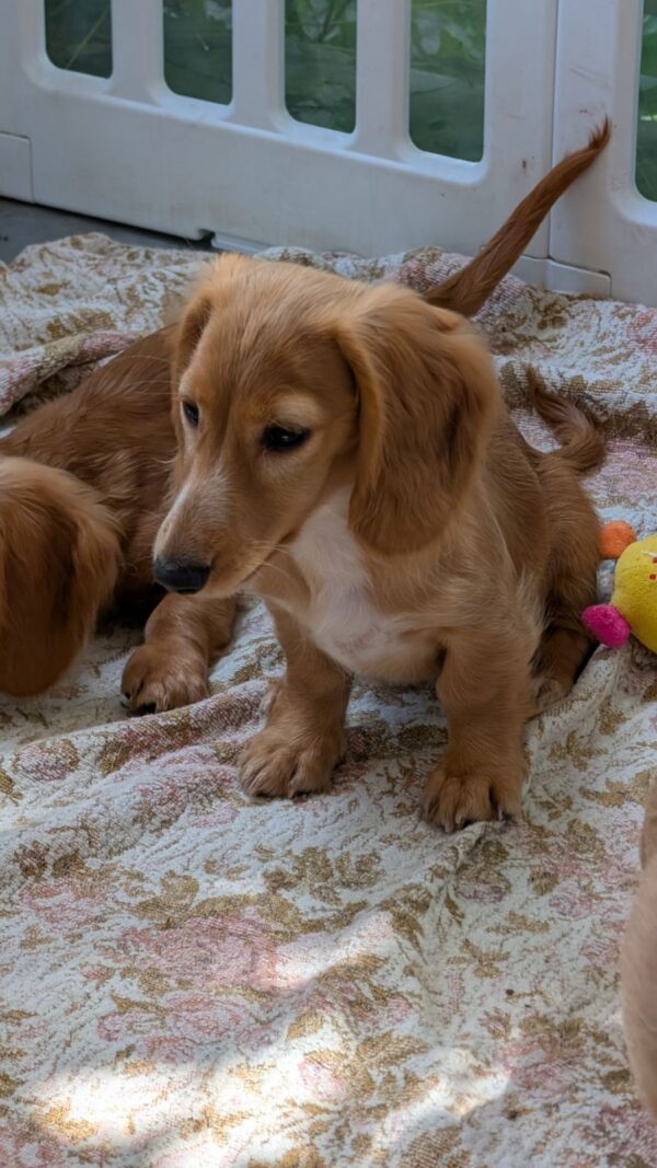 Giselle Miniature Dachshund Giselle Miniature Dachshund