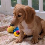 Giselle-female-Dachshund-puppy-for-sale-3