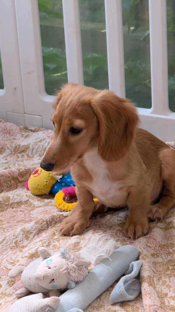 Giselle Miniature Dachshund Giselle Miniature Dachshund