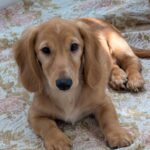 Gordon-male-Dachshund-puppy-for-sale-1