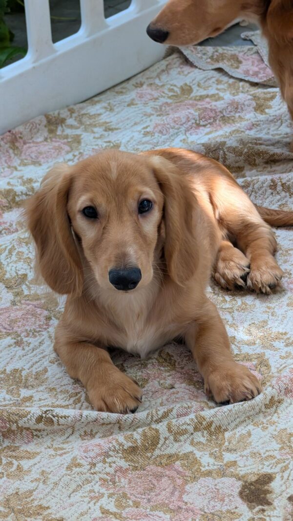 Gordon Miniature Dachshund Gordon Miniature Dachshund
