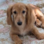 Gordon-male-Dachshund-puppy-for-sale-2