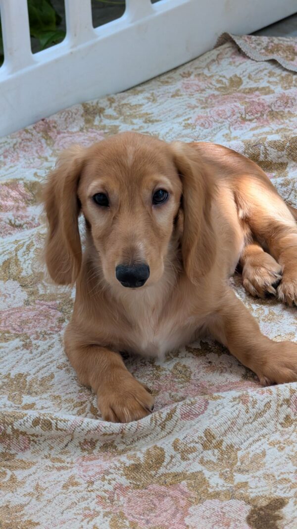 Gordon Miniature Dachshund Gordon Miniature Dachshund