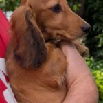 Grace-female-Dachshund-puppy-for-sale-1