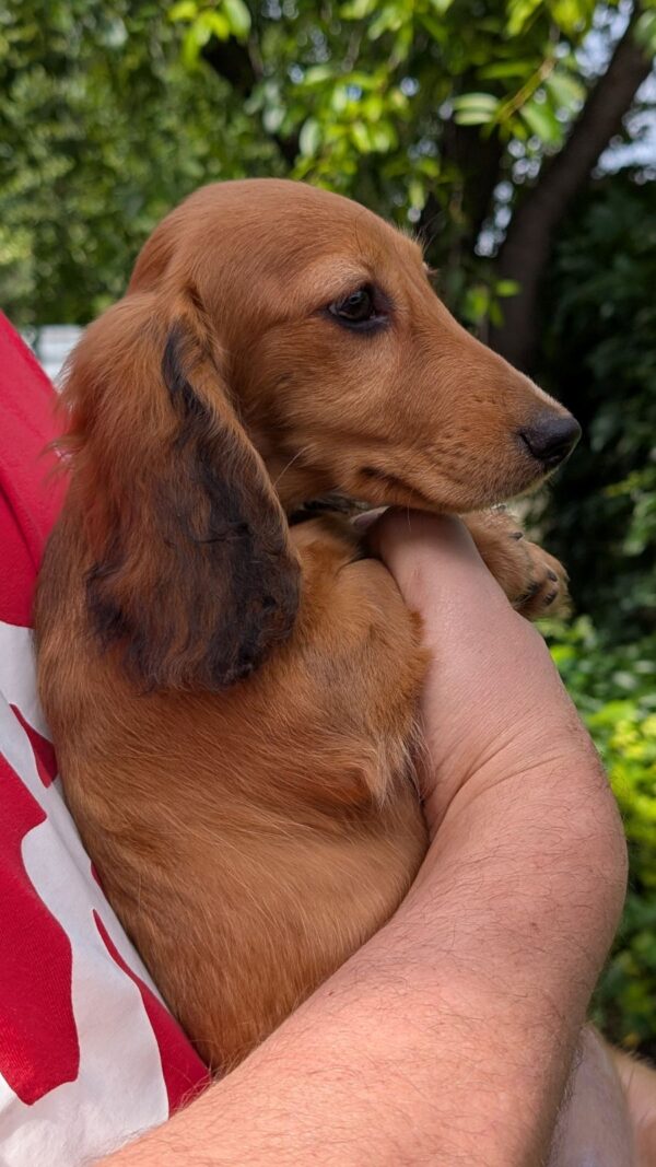 Grace Miniature Dachshund Grace Miniature Dachshund