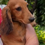 Grace-female-Dachshund-puppy-for-sale-2