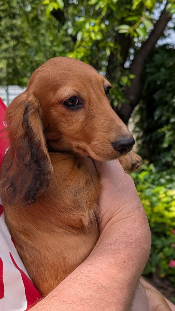 Grace Miniature Dachshund Grace Miniature Dachshund