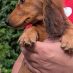 Grace-female-Dachshund-puppy-for-sale-3