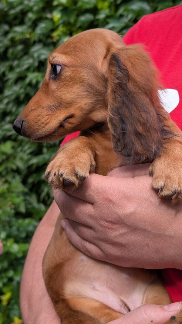 Grace Miniature Dachshund Grace Miniature Dachshund