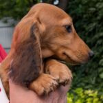 Grace-female-Dachshund-puppy-for-sale-4