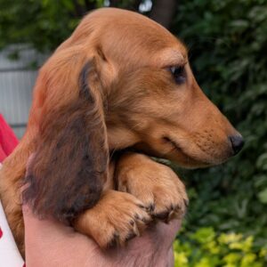 Grace Miniature Dachshund Grace Miniature Dachshund