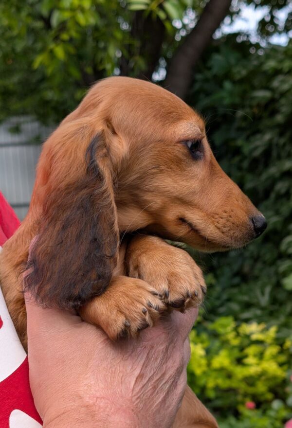 Grace Miniature Dachshund Grace Miniature Dachshund