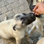 Grace-female-Kangal-puppy-for-sale-1