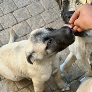 Grace Kangal Grace Kangal