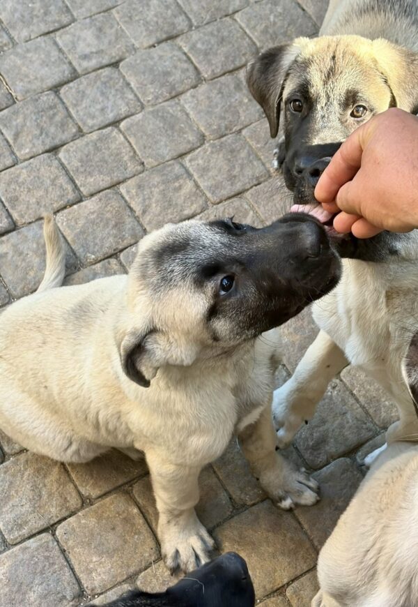 Grace Kangal Grace Kangal