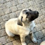 Grace-female-Kangal-puppy-for-sale-2