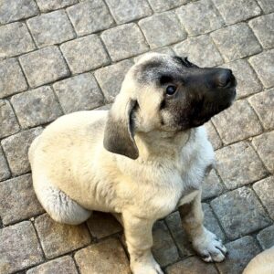 Grace Kangal Grace Kangal