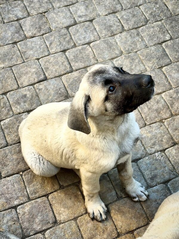 Grace Kangal Grace Kangal
