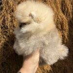 Grayson-male-Pomeranian-puppy-for-sale-1