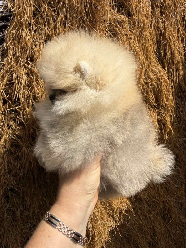 Grayson Pomeranian Grayson Pomeranian