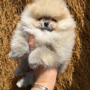 Grayson Pomeranian Grayson Pomeranian