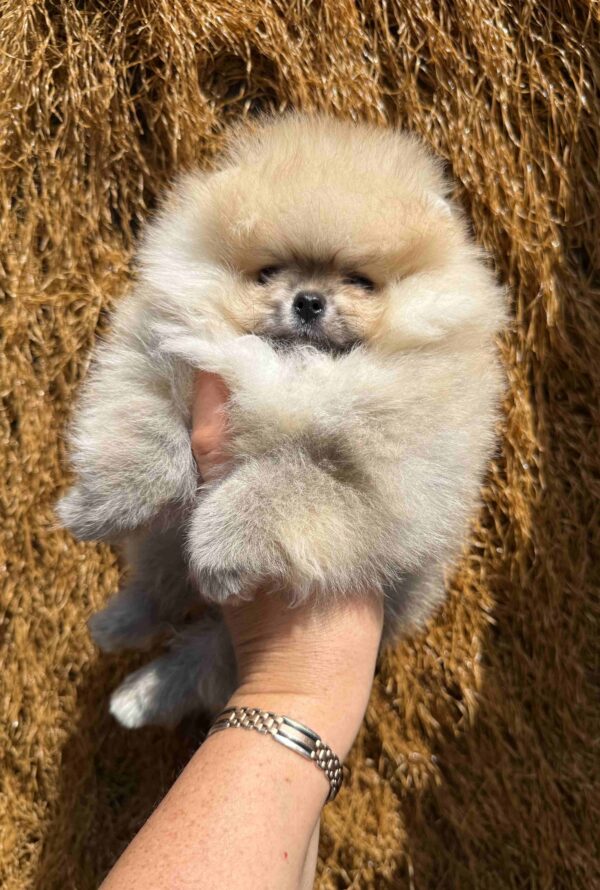 Grayson Pomeranian Grayson Pomeranian