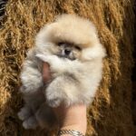 Grayson-male-Pomeranian-puppy-for-sale-3